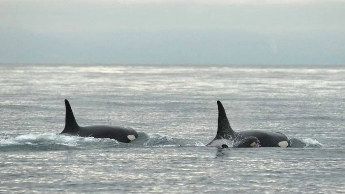 PNW Killer Whales